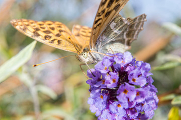 Papillon