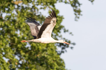 Storch im Flug