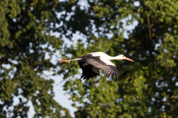 Storch im Flug