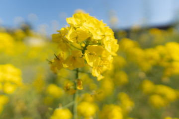 rape blossom 菜の花