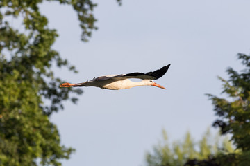 Obraz premium Storch im Flug