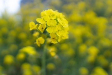 rape blossom 菜の花