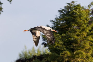 Storch im Flug