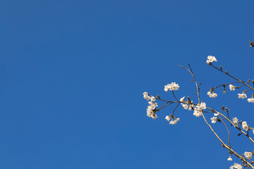 파란 하늘과 벚꽂이 보이는 아름다운 봄풍경