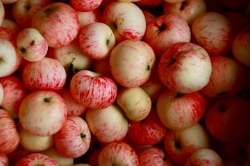 apples in the market