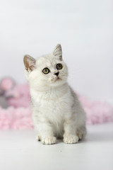 Portrait of British Shorthair cat on a white background.