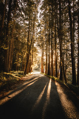 Fototapeta premium sunlight hitting the road