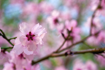 beautiful spring landscape - blooming trees, bright pink and white flowers as background