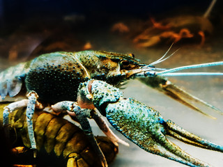 close up. blue crayfish in the river aquarium.