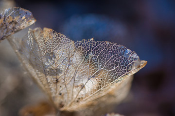 Lace leaves texture macro background. Dried, perforated hydrangea leaves on blurred background, light and shadows contrast, a concept for ageing, fading away, passing time and a fragility of life.