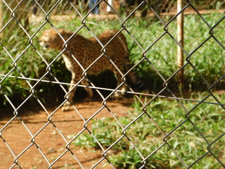 leopard at Nairobi animal park
