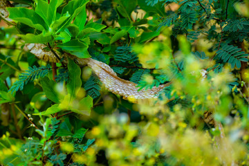 snakeskin shedding. natural wildlife snake skin image. snake shedding in tree and leaves. nature animal skins.