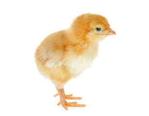 Young little brown chicken isolated over white background