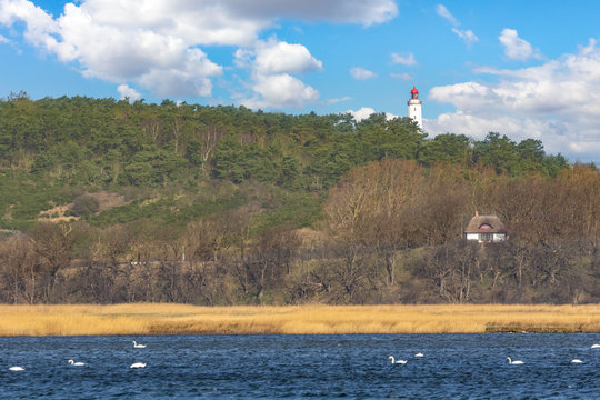 The German Baltic island of Hiddensee. You can see a house with a thatched roof, swans, waves, and a forest with the well-known Dornbusch lighthouse. A picture taken with a telephoto lens.