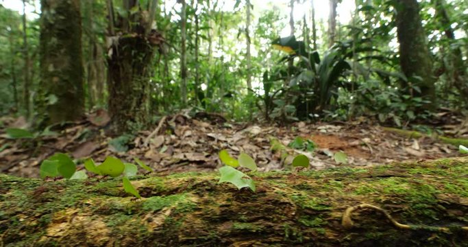 Tracking along Leaf Cutter Ants (Atta sp.) walking along a tree root in their natural habitat, pristine tropical rainforest near rio Tiputini in the Ecuadorian Amazon
