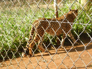 Leopard at Nairobi National Park