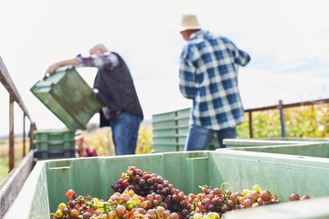 Harvesters pack grapes in boxes