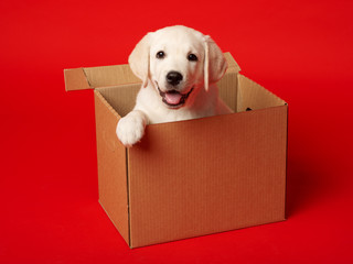 A Labrador puppy is sitting in a cardboard box. White puppy in a cardboard box on a red background