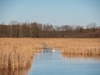 Winterruhe am Schloßteich bei Klitten/Oberlausitzer Heide- und Teichlandschaft