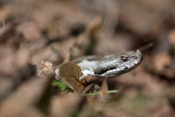 Portrait of head of venomous viper snake in fallen leaves 