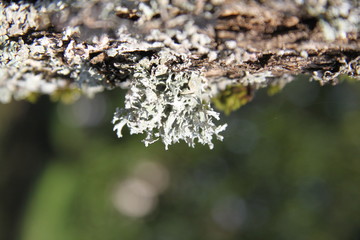 Grey lichens on apple and pear tree branches orchard