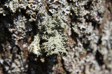 Grey lichens on apple and pear tree branches orchard