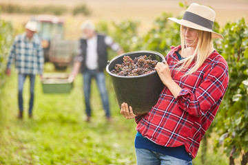 Woman as a harvest assistant with grapes in a bucket