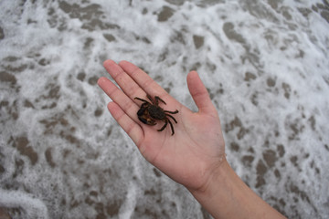 crab on hand against the background of the sea