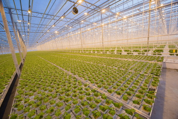 Big hydroponics greenhouse farm, is a lot of greens and vegetables