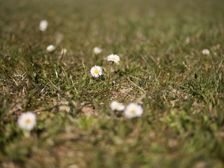 Gänseblumen