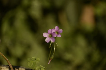 A closeup photograph of pink flower.