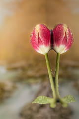 Pink tulip reflected on water. Detailed shot of this typical spring flower. Fragile and very favourited. Pastel colors.