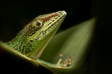 Head of beautiful lizard peaking from underneath of leaves. Exotic, rain forest animal. Very curious and cute, yet scary for some. 