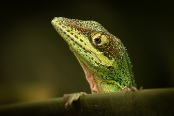 Head of beautiful lizard peaking from underneath of leaves. Exotic, rain forest animal. Very curious and cute, yet scary for some. 