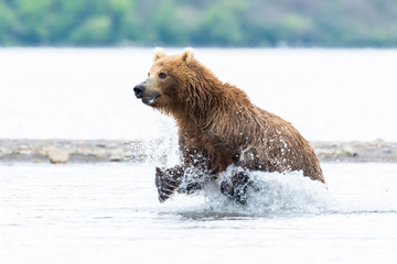 Obraz premium Ruling the landscape, brown bears of Kamchatka (Ursus arctos beringianus)