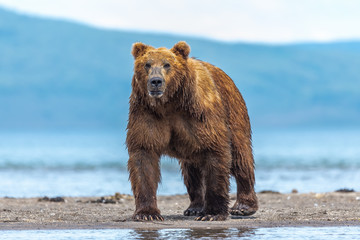 Ruling the landscape, brown bears of Kamchatka (Ursus arctos beringianus)