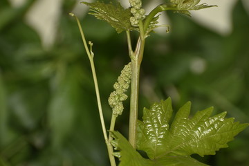green leaf of fern