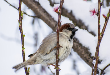 Little bird on flowering branches covered by snow. Sparrow, pink flowers and snow in spring.