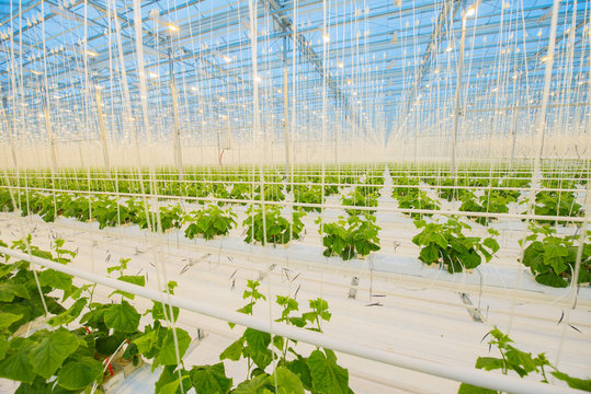 Big hydroponics greenhouse farm, is a lot of greens and vegetables