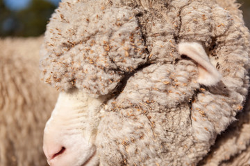 Sheep left side of head close
