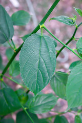 The edges of the leaves with jagged edges