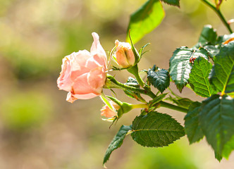 Soft pink rose branch with flower on natural blurred background