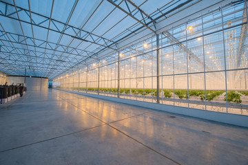 Big hydroponics greenhouse farm, is a lot of greens and vegetables