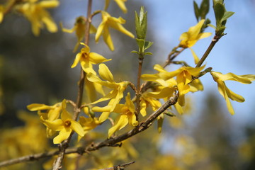 Yellow golden flowers spring blooming Forsythia