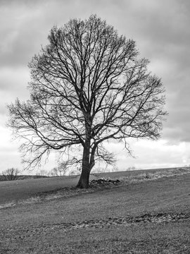 Eiche 1
