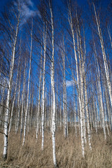 group of leafless birches at springtime, Finland