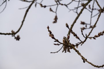 Spring tree flowering. Branch of willow wkith catkins - lamb's-tails. Slovakia	