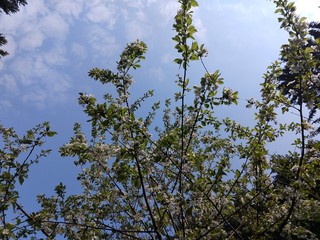 Spring tree flowering. White blooming tree. Slovakia