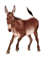 Fototapeta premium Âne,brun, animal , isolé, ferme, mammifère, tourisme, équitation, balade, poulain, debout, fond blanc, , gazon, étalon, poney, crin, nature, jument, bétail, champ, jeune, portrait, andalou 