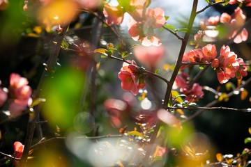 Spring tree flowering. Red and Pink flowers on blooming tree. Slovakia